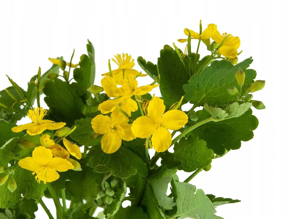 celandine herb against fungus